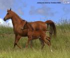 Άλογο και πουλάρι troting από το λιβάδι
